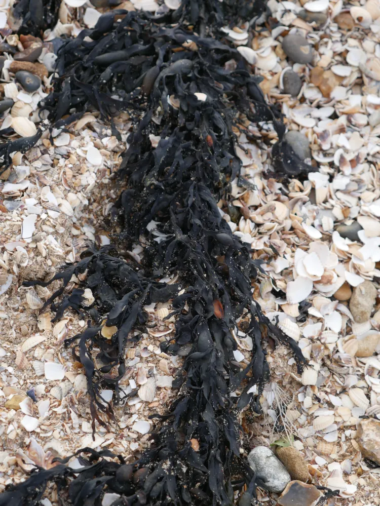 Seaweed, Isle of Grains
